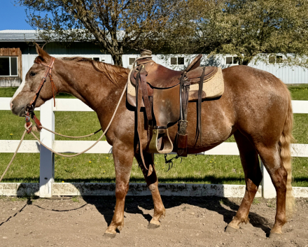 HorseID: 2316006 SHR Kitty Kat - PhotoID: 1102328