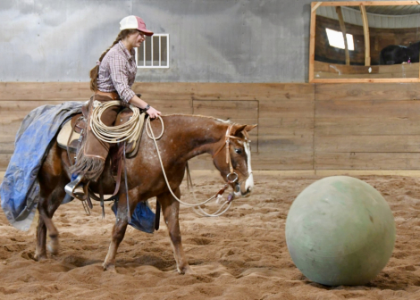 HorseID: 2316006 SHR Kitty Kat - PhotoID: 1102329