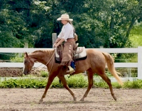 HorseID: 2316006 SHR Kitty Kat - PhotoID: 1102330