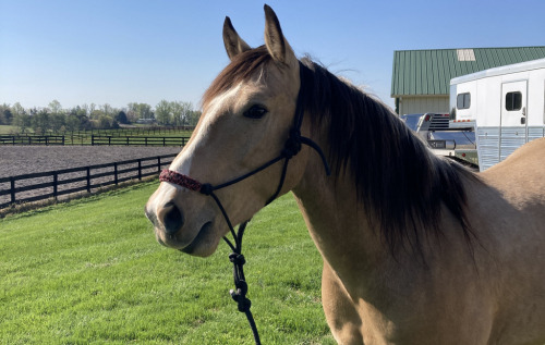 HorseID: 2316007 Kasey - PhotoID: 1102364