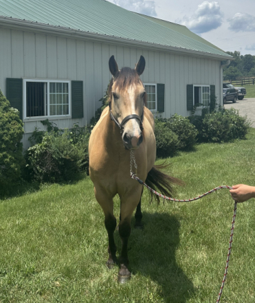HorseID: 2316007 Kasey - PhotoID: 1102366