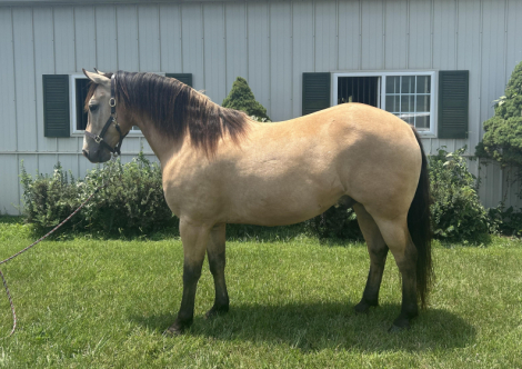 HorseID: 2316007 Kasey - PhotoID: 1102367