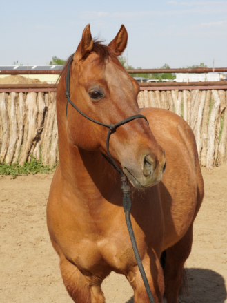 HorseID: 2316010 Wynnewoods Great - PhotoID: 1102370