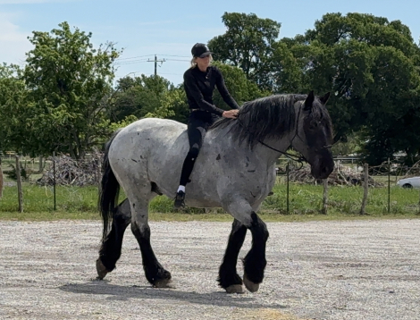 HorseID: 2316014 Tuxedo - PhotoID: 1102378