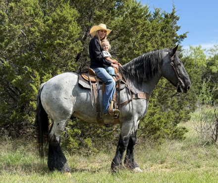 HorseID: 2316014 Tuxedo - PhotoID: 1102379