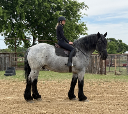 HorseID: 2316014 Tuxedo - PhotoID: 1102380