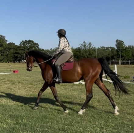 HorseID: 2316015 Nirvana's Kid Rock - PhotoID: 1102384