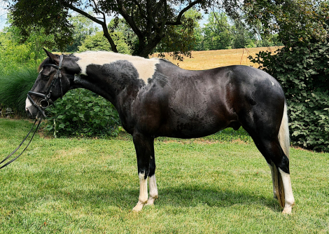 HorseID: 2316016 Amigo - PhotoID: 1102392