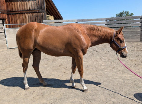 HorseID: 2316017 Livin For Lopin - PhotoID: 1102627