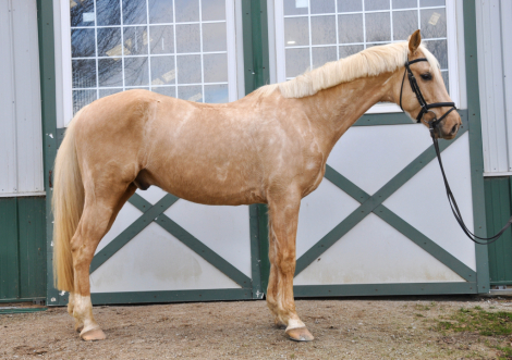 HorseID: 2316018 Top Frost - PhotoID: 1102393