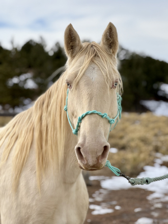 HorseID: 2316019 Gaia (Taffy’s Dreaming of Pearls) - PhotoID: 1102394
