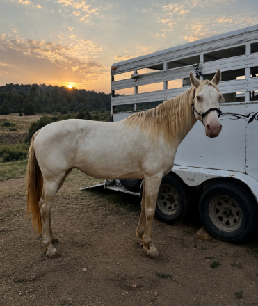 HorseID: 2316019 Gaia (Taffy’s Dreaming of Pearls) - PhotoID: 1102395