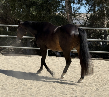 HorseID: 2316020 Brooklyn - PhotoID: 1102399