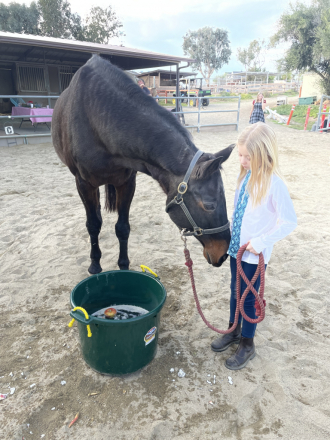 HorseID: 2316020 Brooklyn - PhotoID: 1102400
