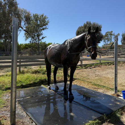 HorseID: 2316020 Brooklyn - PhotoID: 1102402