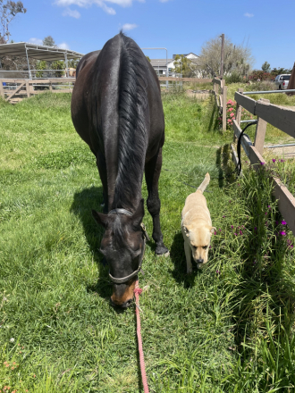 HorseID: 2316020 Brooklyn - PhotoID: 1102403