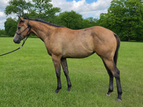 HorseID: 2316024 GOTTA BEE A SHOWGIRL - PhotoID: 1102414
