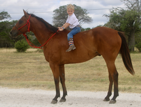 HorseID: 2316029 INDY N ROYAL TE - PhotoID: 1102408