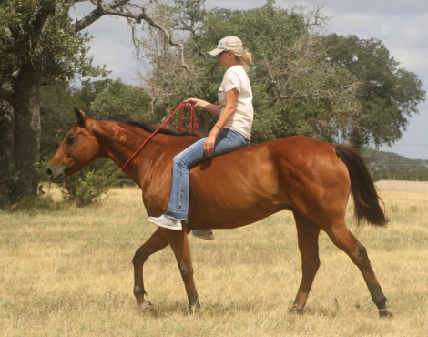 HorseID: 2316029 INDY N ROYAL TE - PhotoID: 1102409
