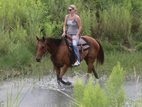 HorseID: 2316029 INDY N ROYAL TE - PhotoID: 1102410