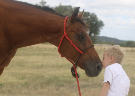 HorseID: 2316029 INDY N ROYAL TE - PhotoID: 1102411