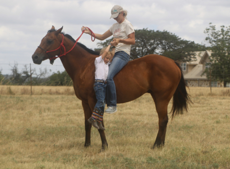 HorseID: 2316029 INDY N ROYAL TE - PhotoID: 1102412