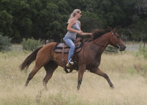 HorseID: 2316029 INDY N ROYAL TE - PhotoID: 1102413