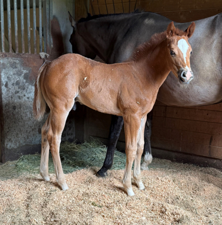 HorseID: 2316034 Absoluut GQ - PhotoID: 1102450