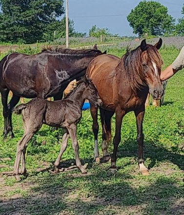 HorseID: 2316040 Name pending - PhotoID: 1102416