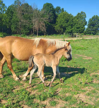 HorseID: 2316042 Pending - PhotoID: 1102418