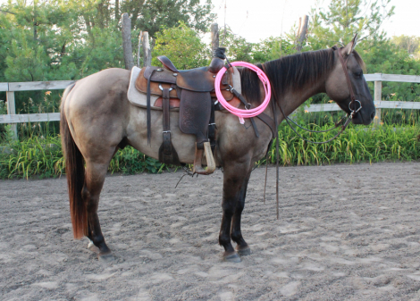 HorseID: 2316043 Caballero Cowboy - PhotoID: 1102419