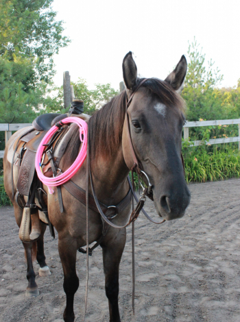 HorseID: 2316043 Caballero Cowboy - PhotoID: 1102420
