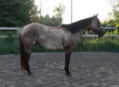 HorseID: 2316043 Caballero Cowboy - PhotoID: 1102421