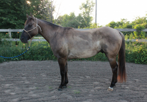 HorseID: 2316043 Caballero Cowboy - PhotoID: 1102422