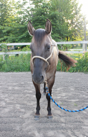 HorseID: 2316043 Caballero Cowboy - PhotoID: 1102423