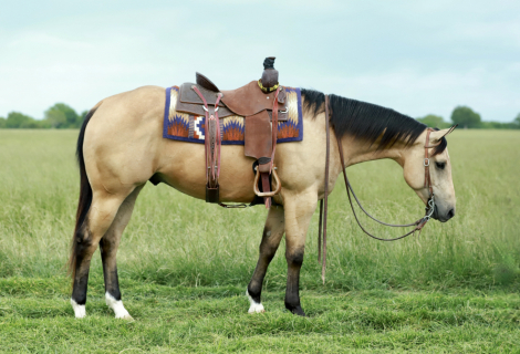 HorseID: 2316044 Knutsens Pour Me - PhotoID: 1102426