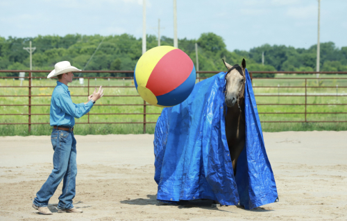 HorseID: 2316044 Knutsens Pour Me - PhotoID: 1102427