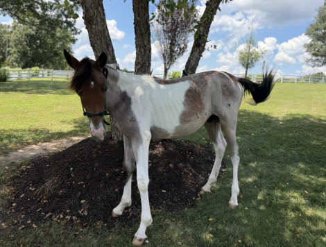 HorseID: 2316053 Patches - PhotoID: 1102436