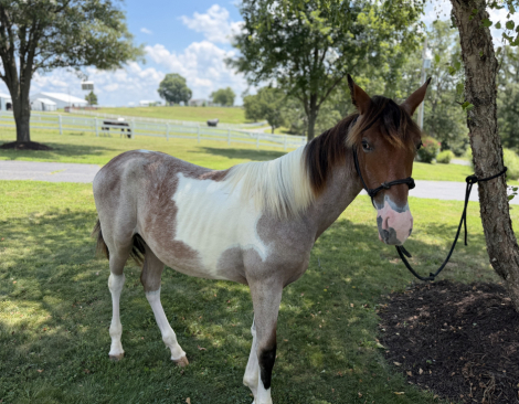 HorseID: 2316053 Patches - PhotoID: 1102437