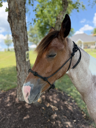 HorseID: 2316053 Patches - PhotoID: 1102451