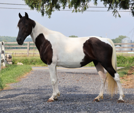 HorseID: 2316054 Katie - PhotoID: 1102439