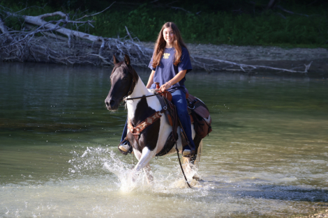 HorseID: 2316054 Katie - PhotoID: 1102440