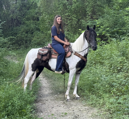 HorseID: 2316054 Katie - PhotoID: 1102441