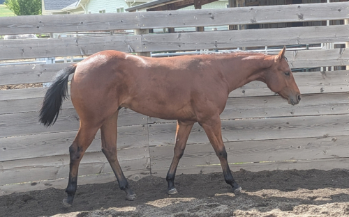 HorseID: 2316057 Victor E Machine - PhotoID: 1102453