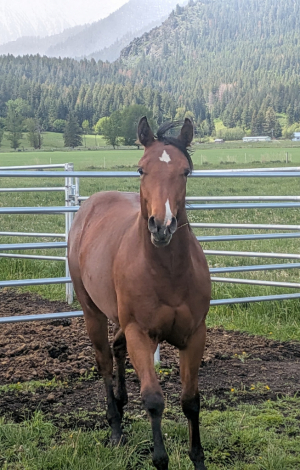 HorseID: 2316057 Victor E Machine - PhotoID: 1102454