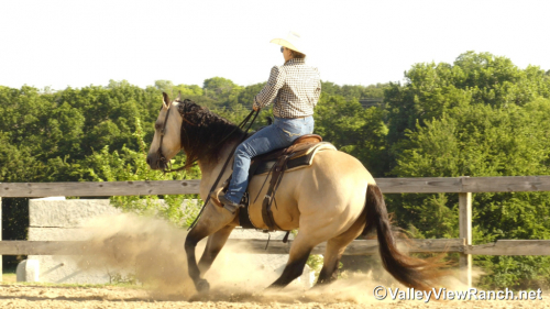 HorseID: 2316060 Lenas Peppy Gold - PhotoID: 1102445