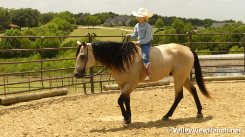 HorseID: 2316060 Lenas Peppy Gold - PhotoID: 1102446