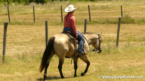 HorseID: 2316060 Lenas Peppy Gold - PhotoID: 1102447