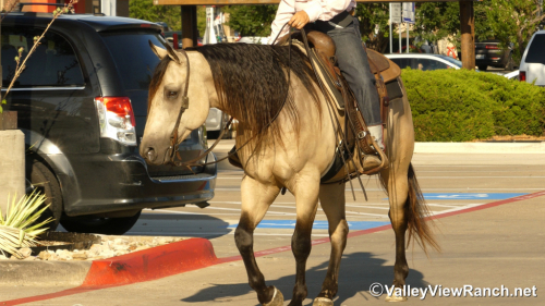 HorseID: 2316060 Lenas Peppy Gold - PhotoID: 1102448