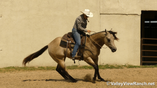 HorseID: 2316060 Lenas Peppy Gold - PhotoID: 1102449